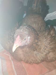 broody hen for sale