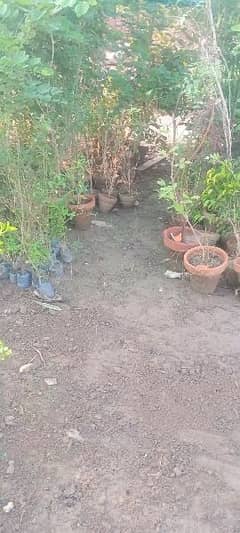 Plants sale