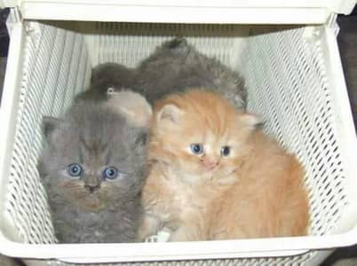 Purr KitteN
