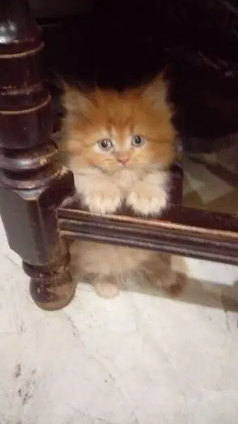 Purr KitteN — photo 2