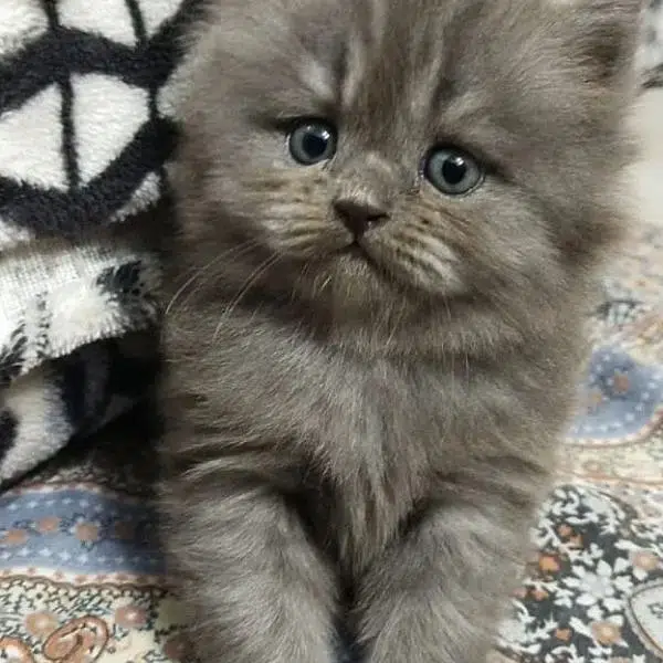 Purr KitteN — photo 3