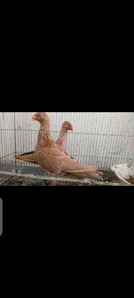 Yellow Danish Peagon