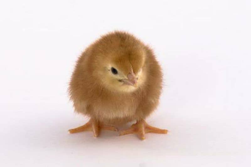 RIR Chicks | Rhode Island Red | Lohman Brown | Egg Layer | Desi Misri 5