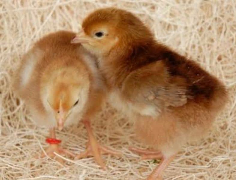 RIR Chicks | Rhode Island Red | Lohman Brown | Egg Layer | Desi Misri 6