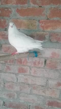 Pigons related to king famly