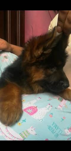 german shepherd pedigree long coat male puppy