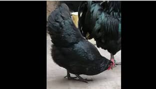 australorp chickens 2021