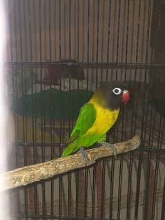 love bird yellow chest breeder pair