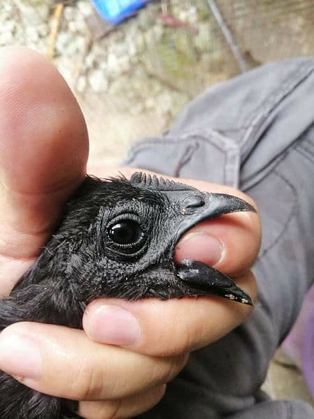 Indonesian Black Tongue Ayam Cemani Chick | Egg | Tounge | Parrot Beak 2