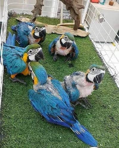 Macaw Blue Parrots 0