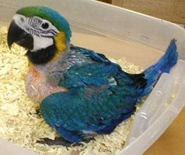 Macaw Blue Parrots 2