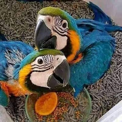 Macaw Blue Parrots 3