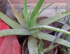 aloevera plant in cheap price