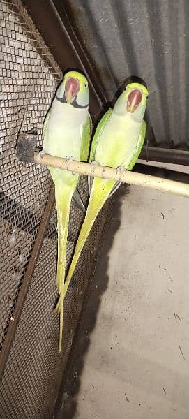 Rawpahari Alexandrine Parrot Breeder Pair For Sale Other Birds 1033526496 4170