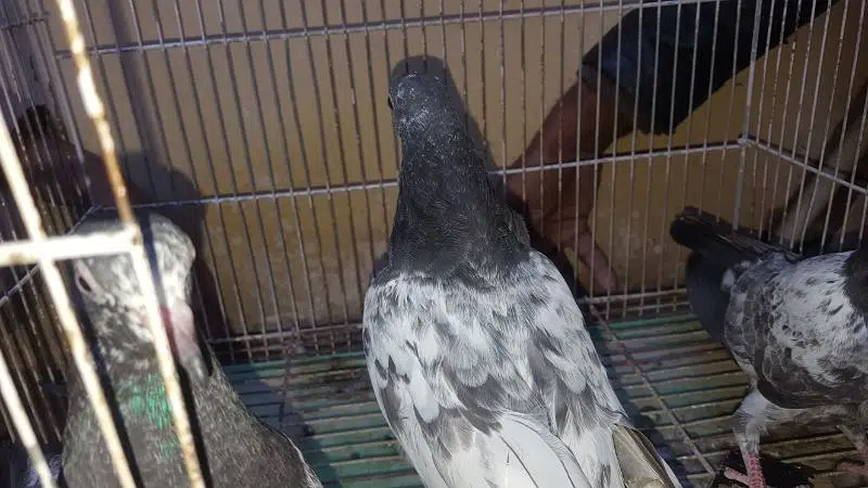 sakhti bhatii teddy pathy per pice rate
