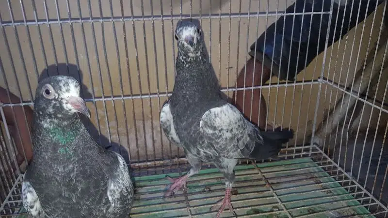 sakhti bhatii teddy pathy per pice rate — photo 2