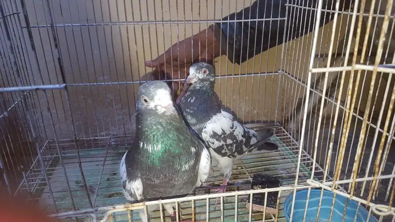 sakhti bhatii teddy pathy per pice rate — photo 6