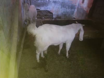 gulabi bakriyan 2 he 2no ghabban he 1 tayar he or aik 2 month ki gabba