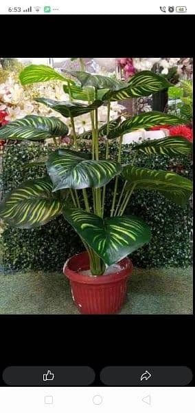 Artificial Banana, Palm, Money, Bonsai Plants available 1