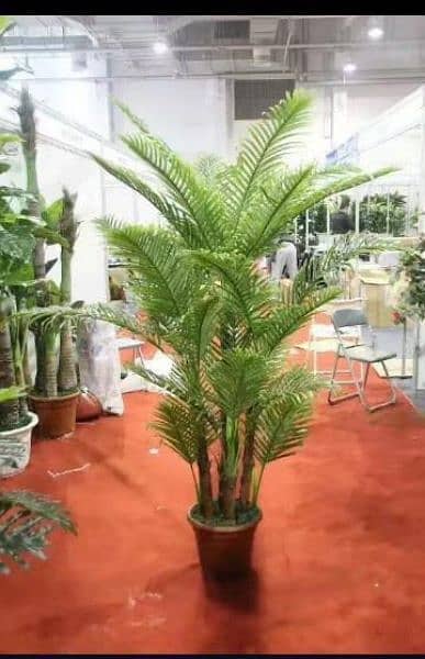 Decorate your home with beautiful tree and plants 0