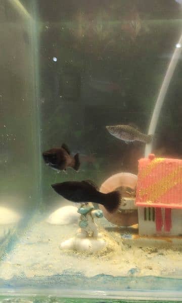 Fishes and mini Aquarium 0