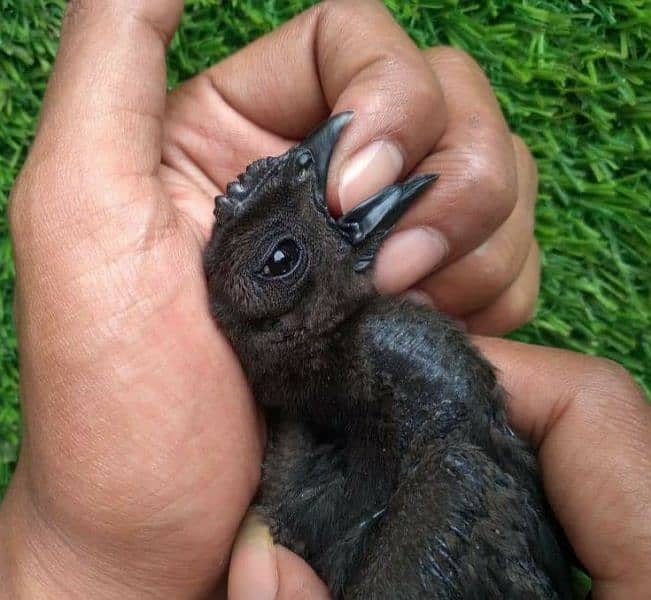 Indonesian Black Tongue Ayam Cemani Chick | Egg | Tounge | Parrot Beak 4