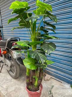 Artificial plants  Flowers, bails, grass, fence plants and planters