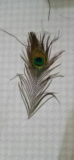 peacock feather for sale 302.8444. 129