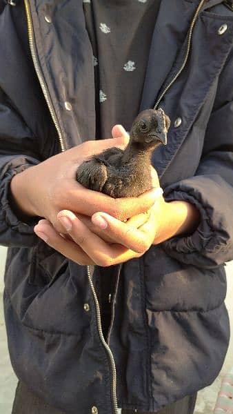 Indonesian Black Tongue Ayam Cemani Chick | Egg | Tounge | Parrot Beak 1