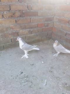 silver sherazi chicks