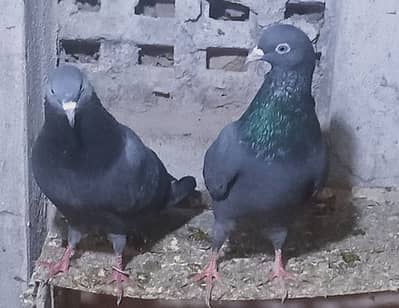 Pigeons
