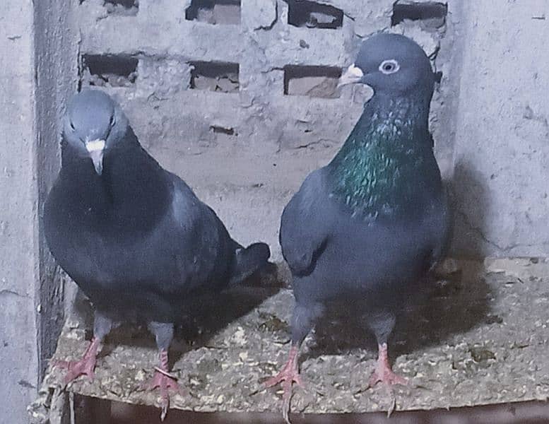 Pigeons 0