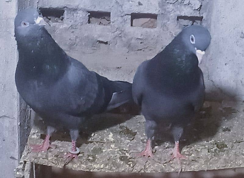 Pigeons 1