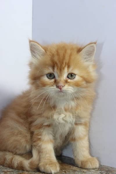 Persian cat/Persian kittens/triple coated/punch face 2