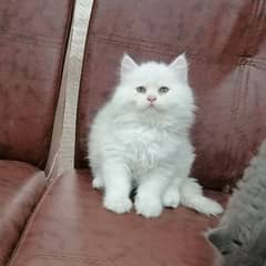 Persian triple coated kittens looking for new home 0