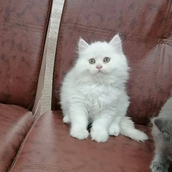 Persian triple coated kittens looking for new home 1