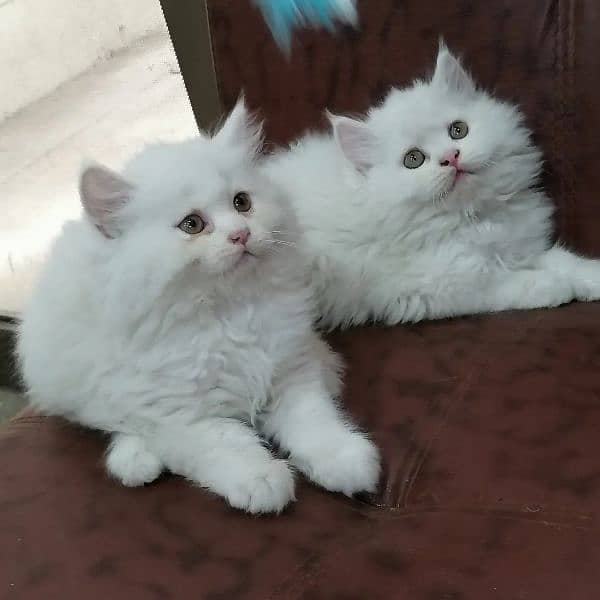 Persian triple coated kittens looking for new home 2