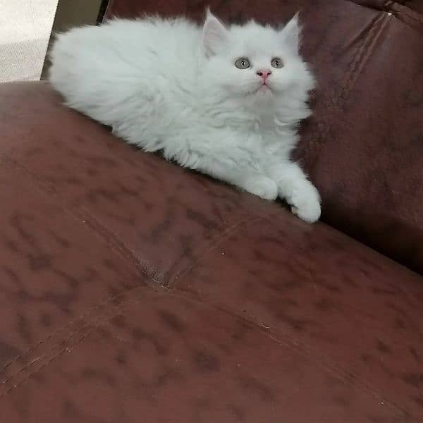 Persian triple coated kittens looking for new home 3