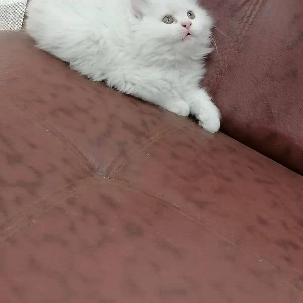 Persian triple coated kittens looking for new home 4