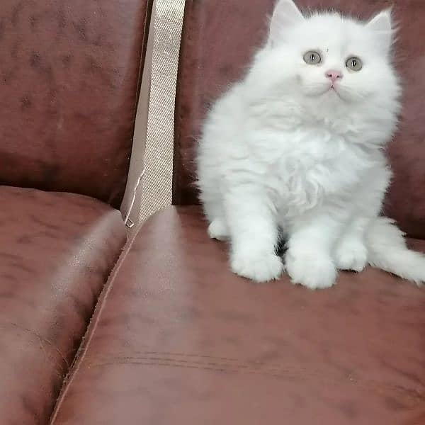 Persian triple coated kittens looking for new home 5