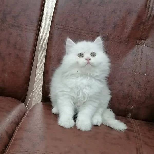 Persian triple coated kittens looking for new home 6