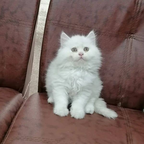 Persian triple coated kittens looking for new home 7