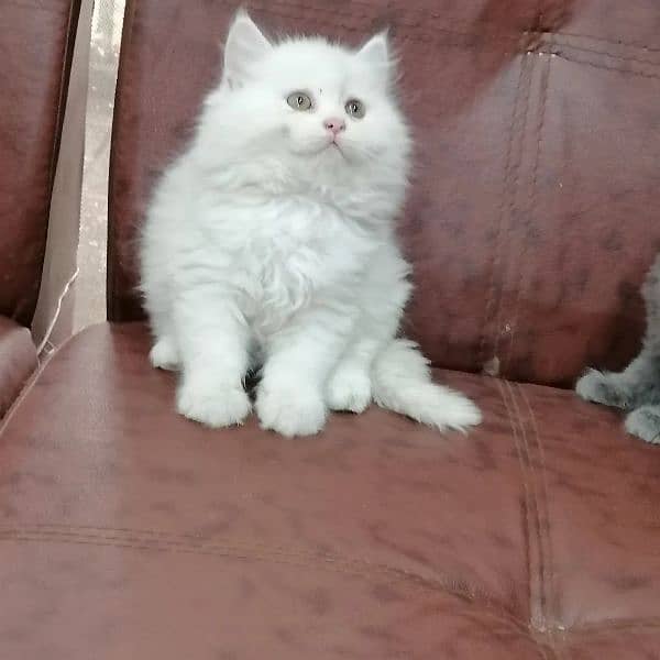 Persian triple coated kittens looking for new home 8
