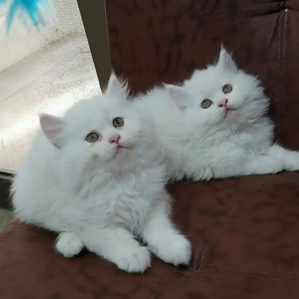 Persian triple coated kittens looking for new home 9