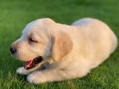 labrador puppy female for sale