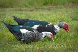 muscovy