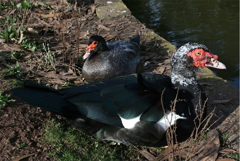 muscovy duck egg laying 1