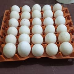 duck eggs