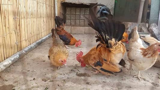Japanese Bantam Breeder Pair