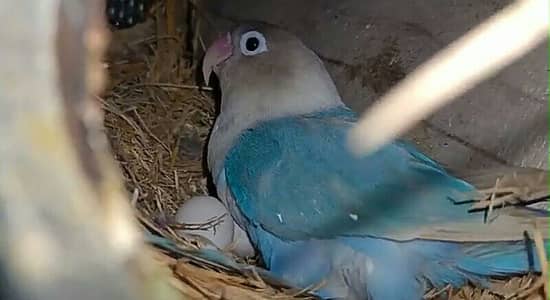 Pastel Blue Lovebird Female.